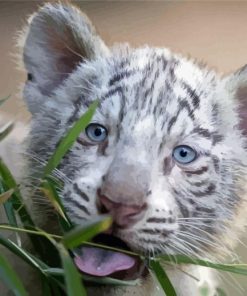 White Tiger Cub Animal Paint By Numbers