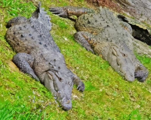 American Crocodiles Paint By Numbers