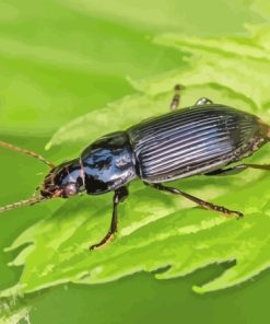 Black Beetle Bug Paint By Numbers