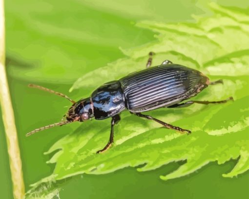 Black Beetle Bug Paint By Numbers