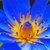 Close Up Blue Water Lily Paint By Numbers