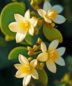 Jasmine Flower Paint By Numbers