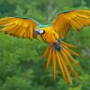 Macaw Flying Bird Paint By Numbers