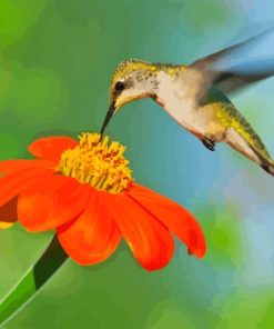 Mexican Sunflower With Hummingbird Paint By Numbers