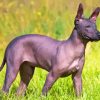 Mexican Hairless Dog Paint By Numbers