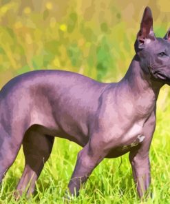 Mexican Hairless Dog Paint By Numbers