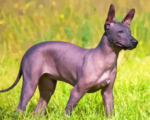 Mexican Hairless Dog Paint By Numbers