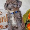 Silver Goldendoodle Puppy Paint By Numbers