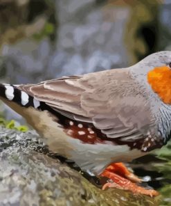 Zebra Finch Paint By Numbers