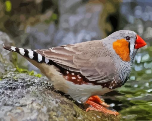 Zebra Finch Paint By Numbers