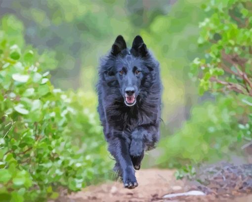 Belgian Sheepdog Running Paint By Numbers