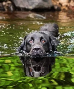 Black Dog On A Lake Paint By Numbers