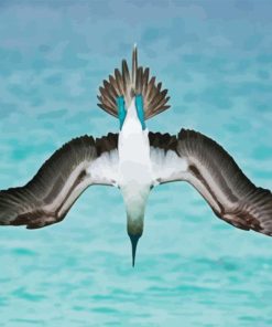 Blue Footed Boobies Paint by Numbers