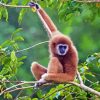 Brown Gibbon Monkey Paint By Numbers