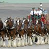 Budweiser Clydesdales Carriage Horses Paint By Numbers