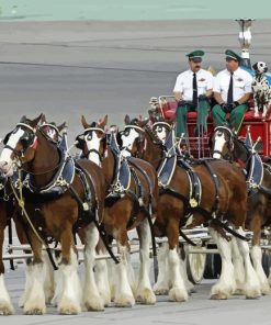 Budweiser Clydesdales Carriage Horses Paint By Numbers