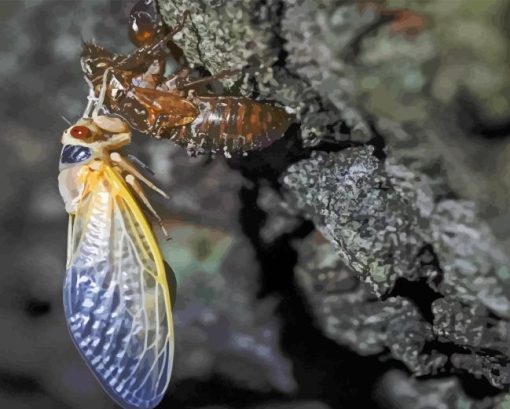 Cicadas Changing Skin Paint By Numbers