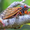 Cicadas On Tree Branch Paint By Numbers