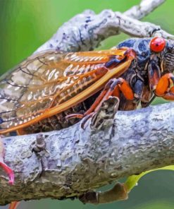 Cicadas On Tree Branch Paint By Numbers