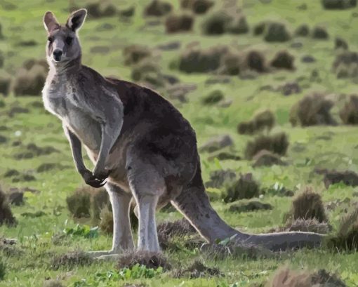 Australian Adult Kangaroo Paint By Numbers