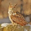 Eurasian Eagle Owl in Snow Paint By Numbers