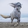 Grey Horse at The Beach Paint By Numbers