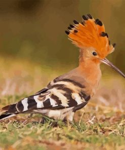 Hoopoe Bird Paint by Numbers