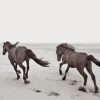 Horses Running At The Beach Paint By Numbers