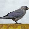 Jackdaw Bird Paint By Numbers