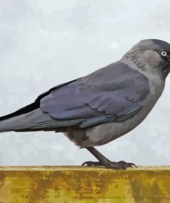 Jackdaw Bird Paint By Numbers