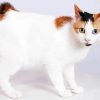 Japanese Bobtail Cat Paint By Numbers