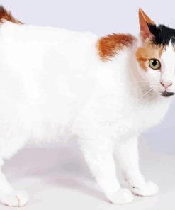 Japanese Bobtail Cat Paint By Numbers