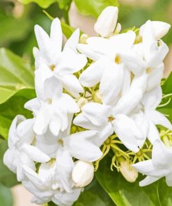 Jasminum Sambac Flowers Paint By Numbers