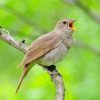 Nightingale Bird Singing Paint By Numbers