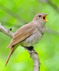 Nightingale Bird Singing Paint By Numbers