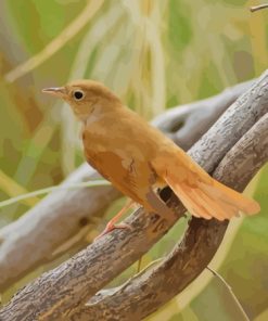 Nightingale Bird Paint By Numbers