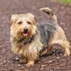 Norfolk Terrier Dog Paint By Numbers