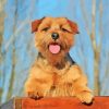 Norfolk Terrier Paint By Numbers