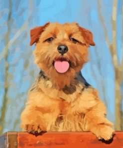 Norfolk Terrier Paint By Numbers