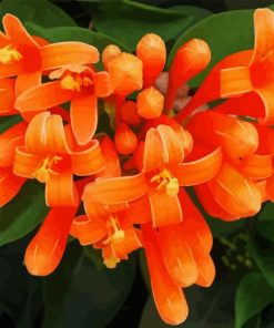 Orange Trumpet Vine Paint By Numbers