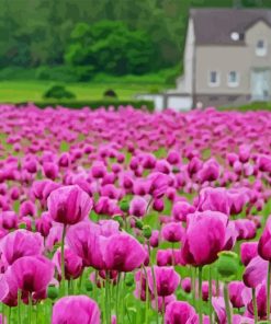 Purple Poppy Field Paint By Numbers