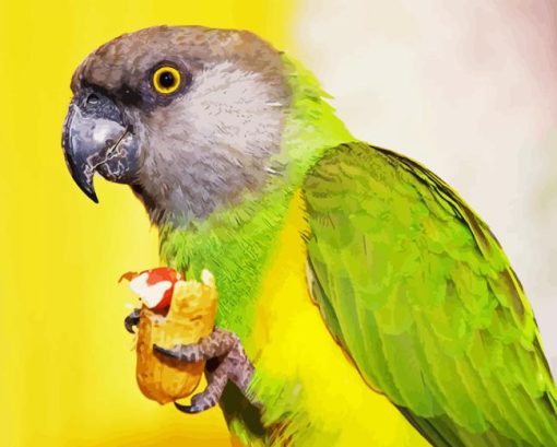 The Senegal Parrot Paint By Numbers