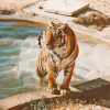 Tiger In The Pool Paint By Numbers