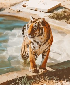 Tiger In The Pool Paint By Numbers