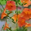 Trumpet Vines Plan Paint By Numbers