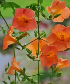 Trumpet Vines Plan Paint By Numbers