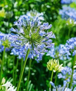 Agapanthe Agapanthus Paint By Numbers