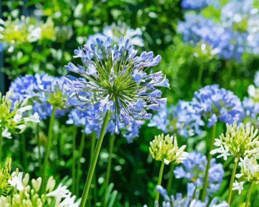 Agapanthe Agapanthus Paint By Numbers