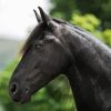 Black Friesian Horse Paint By Numbers