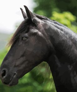 Black Friesian Horse Paint By Numbers